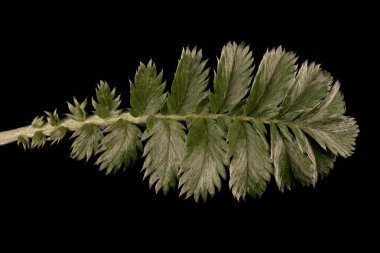 Gümüşotu (Potentilla anserina). Yaprak Kapanışı