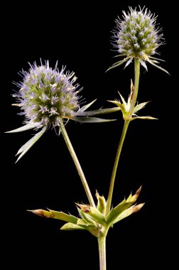Mavi Eryngo (Eryngium planum). Inflorescence Detay Kapatma