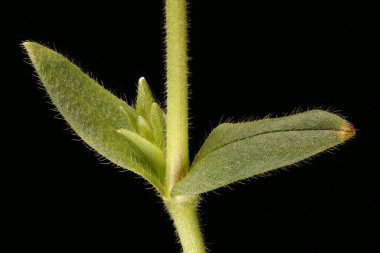 Fare kulaklı (Cerastium fontanum). Kök ve Yapraklar Kapalı