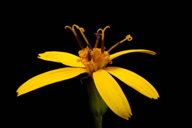 Dar Kafalı Leopar Bitkisi (Ligularia stenocephala). Capitulum Kapanış