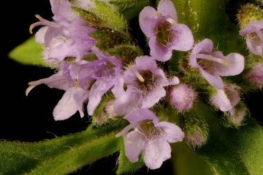 Nane Şekeri (Mentha arvensis). Inflorescence Detay Kapatma