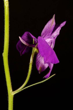 Çatallı Larkspur (Consolida regalis). Çiçek Kapanışı