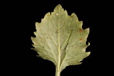 Çin Asterı (Callistephus chinensis). Yaprak Kapanışı