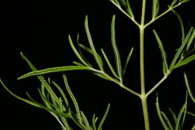 Bright Meadow-Rue (Thalictrum lucidum). Yaprak Ayrıntısı Kapatma