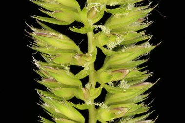 Crested Dog & apos; 's Tail (Cynosurus cristatus). Inflorescence Detay Kapatma