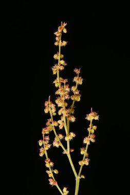 Koyun Sorrel (Rumex asetosella). Kadın Enfeksiyonu Detayı Kapatma
