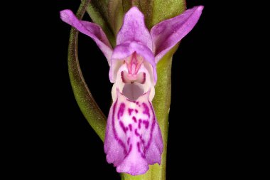 Erken Marsh Orkidesi (Dactylorhiza incarnata). Çiçek Kapanışı