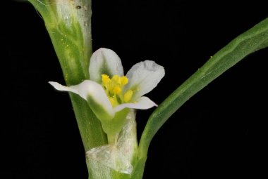 Knotgrass (Polygonum aviculare). Çiçekler yakın plan