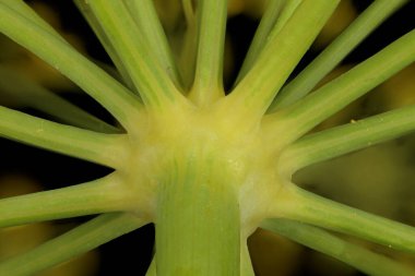 Dill (Anethum Graveolens). Umbel Üssü Kapatma