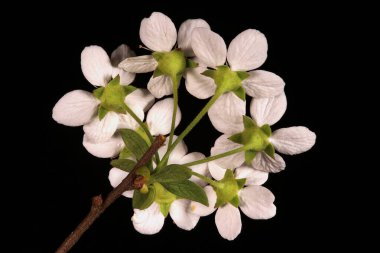 Gelin spreyi (Spiraea x arguta). Inflorescence Detay Kapatma