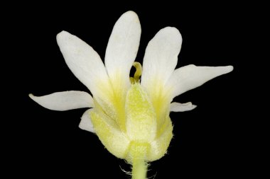 Beyaz Alison (Berteroa incana). Çiçek Kapanışı