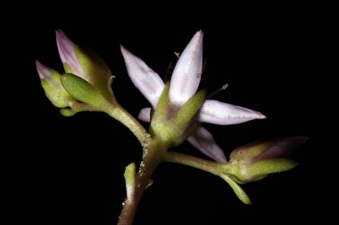 Kafkas Taşrop (Sedum Spuryumu). Inflorescence Detay Kapatma