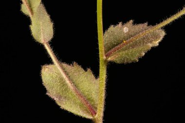 Wood Whitlowgrass (Draba nemorosa). Kök ve Yapraklar Kapalı