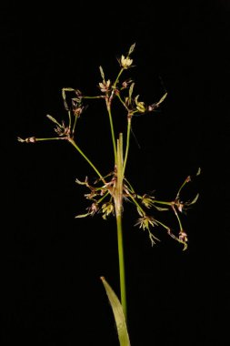 Kıllı Woodrush (Luzula pilosa). Enfeksiyon. Yakın çekim.