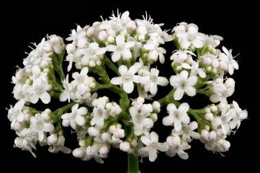 Valerian (Valeriana officinalis). Inflorescence Detay Kapatma