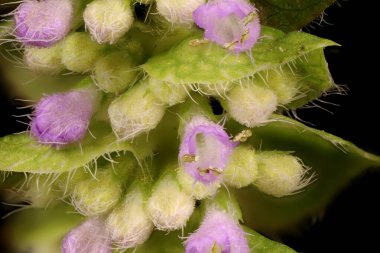 Vietnam merhemi (Elsholtzia ciliata). Inflorescence Detay Kapatma