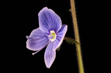 Germander Speedwell (Veronica Chamaedrys). Çiçek Kapanışı