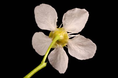 Kuş kirazı (Prunus padus). Çiçek Kapanışı