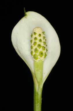 Bog Arum (Calla palustris). Enfeksiyon. Yakın çekim.