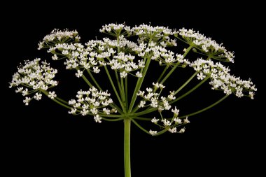 Yer Yaşlısı (Aegopodyum podagraria). Umbel Yakın Çekim