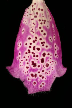 Yüksükotu (Digitalis purpurea). Corolla Ayrıntısı Kapatma