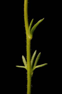 Tufted Saxifrage (Saxifraga cespitosa) Kök ve Yapraklar Kapalı
