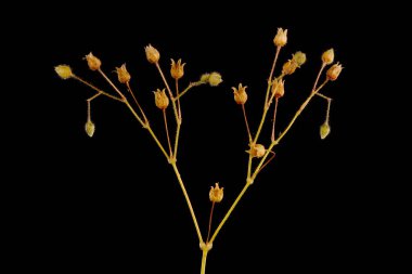 Mısır Spurrey (Spergula arvensis). İnfructescence Yakın çekim