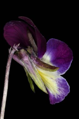 Vahşi Pansy (Viola üç renkli). Çiçek Kapanışı