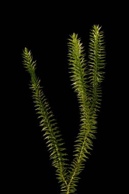 Kesilmiş Clubmoss (Lycopodium nototinum). Alışkanlık