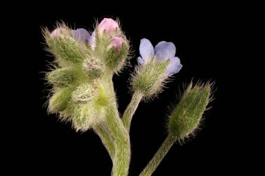 Field Forget-Me-Not (Myosotis arvensis). Inflorescence Detay Kapatma