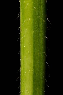 Hemp-Nettle (Galeopsis tetrahit). Kök Yakın Çekim