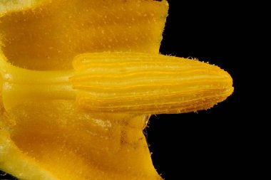 Balkabağı (Cucurbita maxima). Yakınlaşmayı Engeller