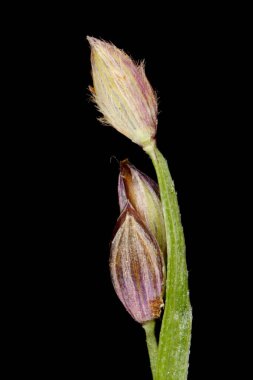 Pürüzsüz Parmak Çimi (Digitaria ischaemum). Spikelets Kapanış