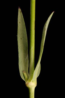 Mesane Campion (Silene vulgaris). Yaprak Kapanışı