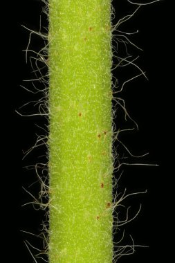 Tarım (Agrimonia Eupatoria). Kök Yakın Çekim