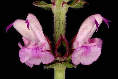 Balkan Clary (Salvia nemorosa). Inflorescence Detay Kapatma