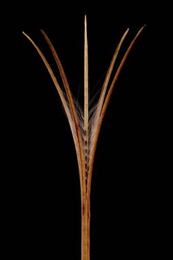 Marsh Willowhere (Epilobium palustre). Meyve Detaylı Kapatma