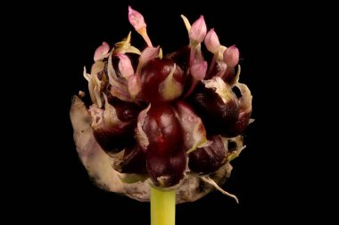 Sarımsak (Allium sativum). Enfeksiyon. Yakın çekim.