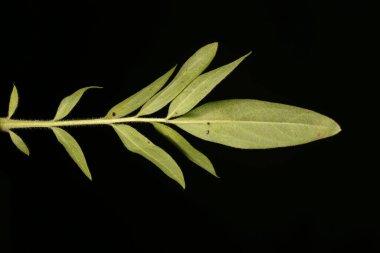 Böbrek Vetch (Anthyllis zafiyeti). Yaprak Kapanışı