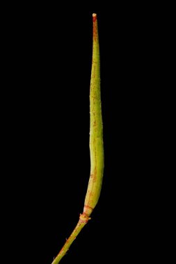 Bahçe Turpu (Raphanus raphanistrum subsp. Sativus). Genç Meyve Kapanışı