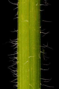 Uzun Fleabane (Erigeron annuus). Kök Yakın Çekim