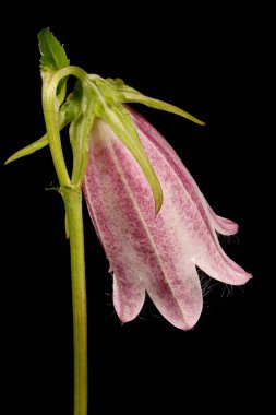Benekli Çan Çiçeği (Campanula punctata). Çiçek Kapanışı