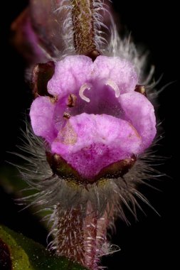 Kore Perillası (Perilla frutescens). Çiçek Kapanışı