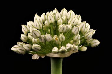 Soğan (Allium cepa). Enfeksiyon. Yakın çekim.