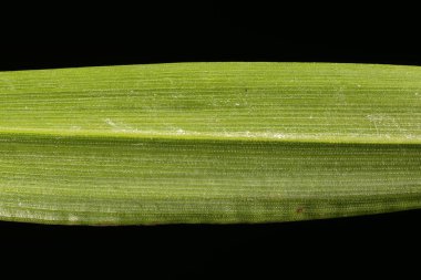 Sarı Tüylü Çim (Setaria pumila). Yaprak Ayrıntısı Kapatma