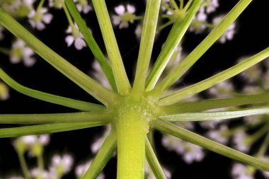 Yer Yaşlısı (Aegopodyum podagraria). Umbel Üssü Kapatma