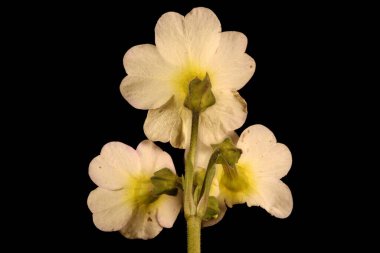 Primrose (Primula vulgaris). Enfeksiyon. Yakın çekim.