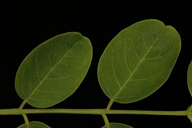 False Acacia (Robinia psödoacia). Yaprak Ayrıntısı Kapatma