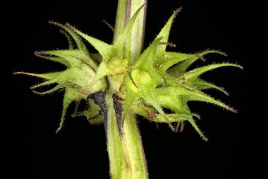 Kesik Yaprak Ölü Nettle (Lamium purpureum). Verticillaster Yakın plan