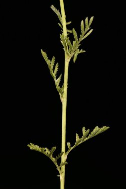 Sarı papatya (Cota tinctoria). Kök ve Yapraklar Kapalı